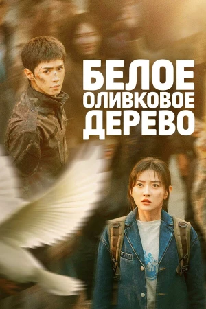Белое оливковое дерево в hd качестве