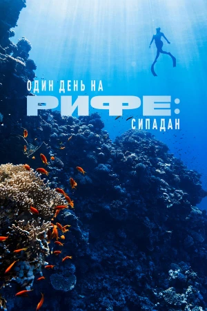 Один день на рифе: Сипадан в hd качестве