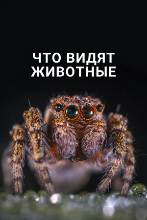 Что видят животные в hd качестве